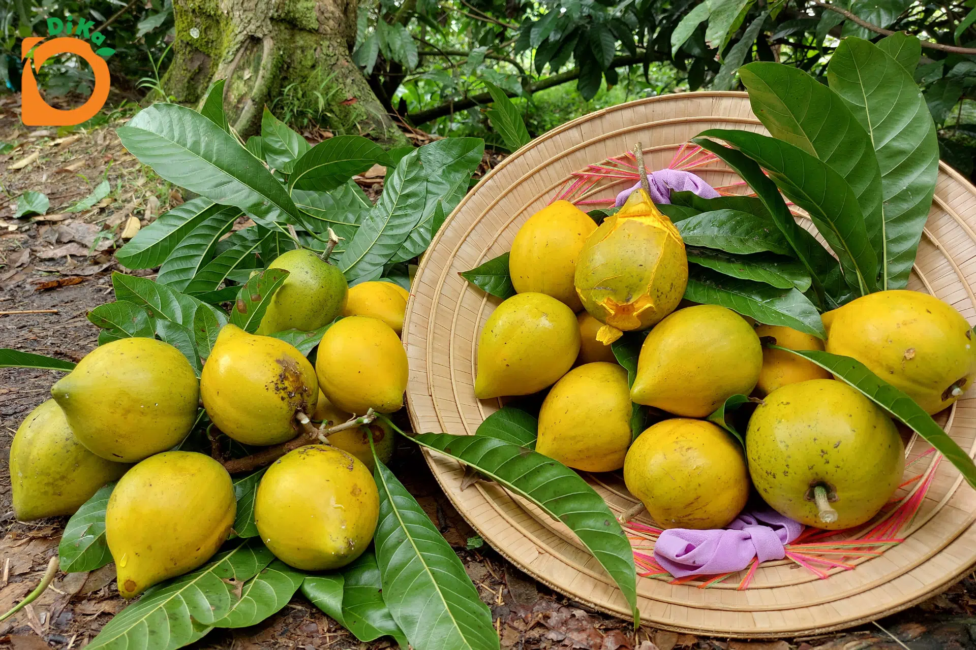 Tổng Quan về Đa Dạng Sinh Học của Cây Lêkima (Quả Trứng Gà)