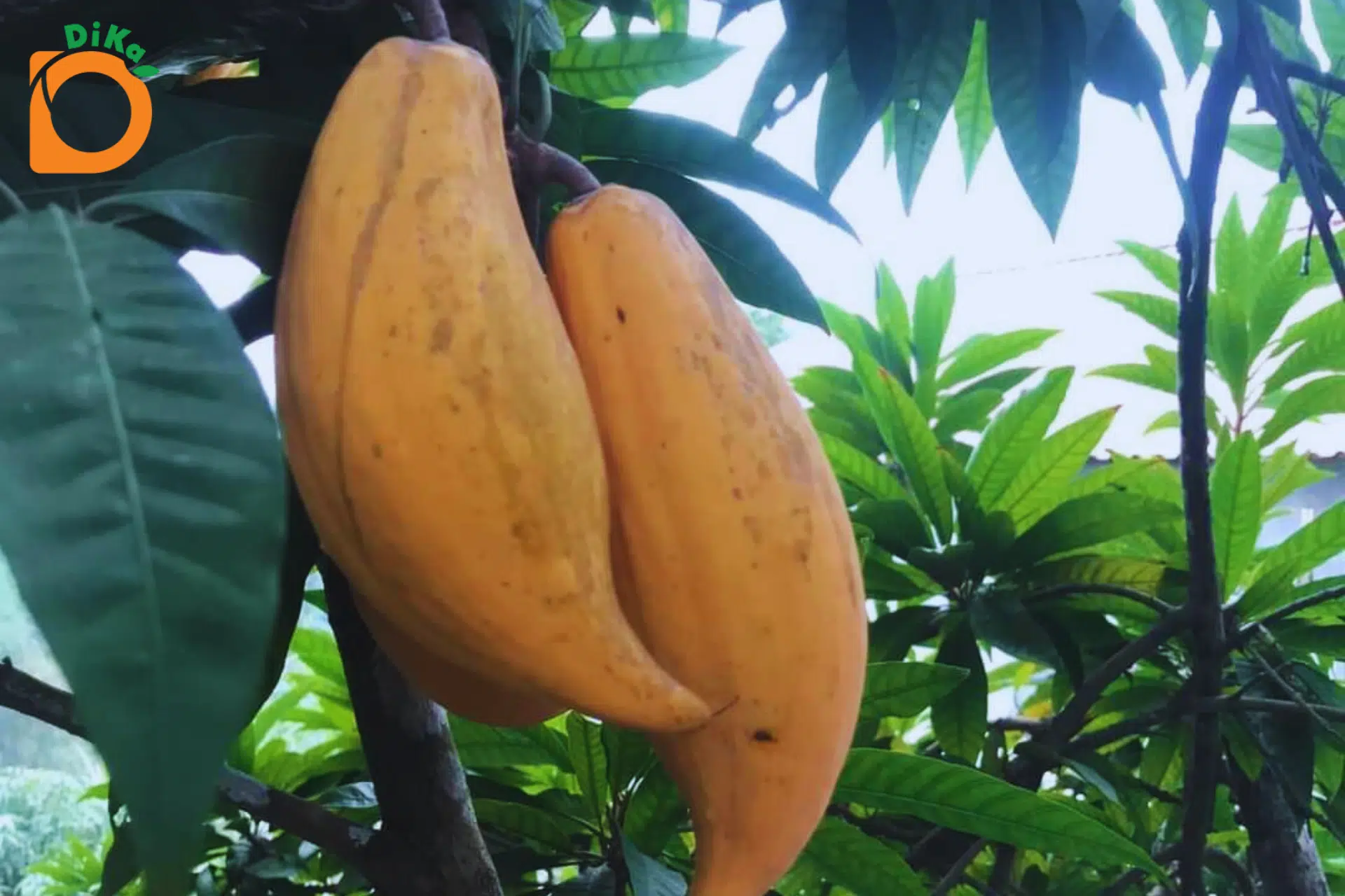 KHẢO SÁT SỰ BIẾN ĐỔI MỘT SỐ ĐẶC TÍNH VẬT LÝ CỦA TRÁI LÊKIMA (Pouteria campechiana) SAU THU HOẠCH