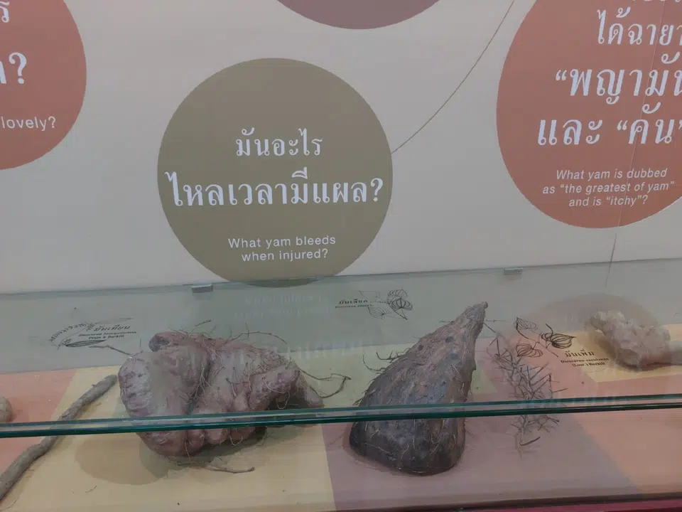 Dika Happy học tập tại Thái Lan