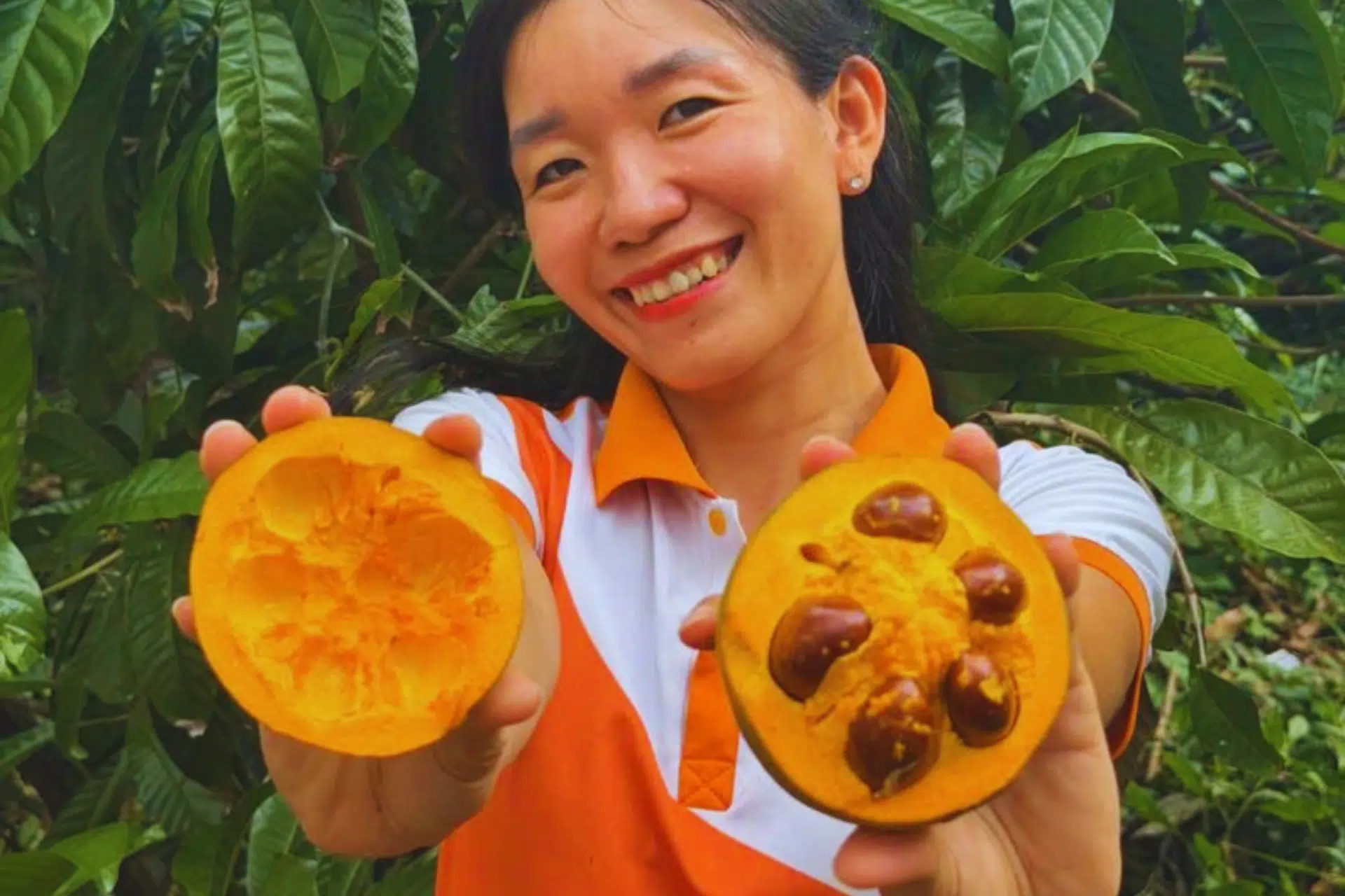 TRÁI LÊKIMA (QUẢ TRỨNG GÀ) CÓ BAO NHIÊU HẠT? ĐƯỢC ỨNG DỤNG NHƯ THẾ NÀO? CÓ ĂN ĐƯỢC KHÔNG? GIẢI ĐÁP CHI TIẾT TỪ A-Z
