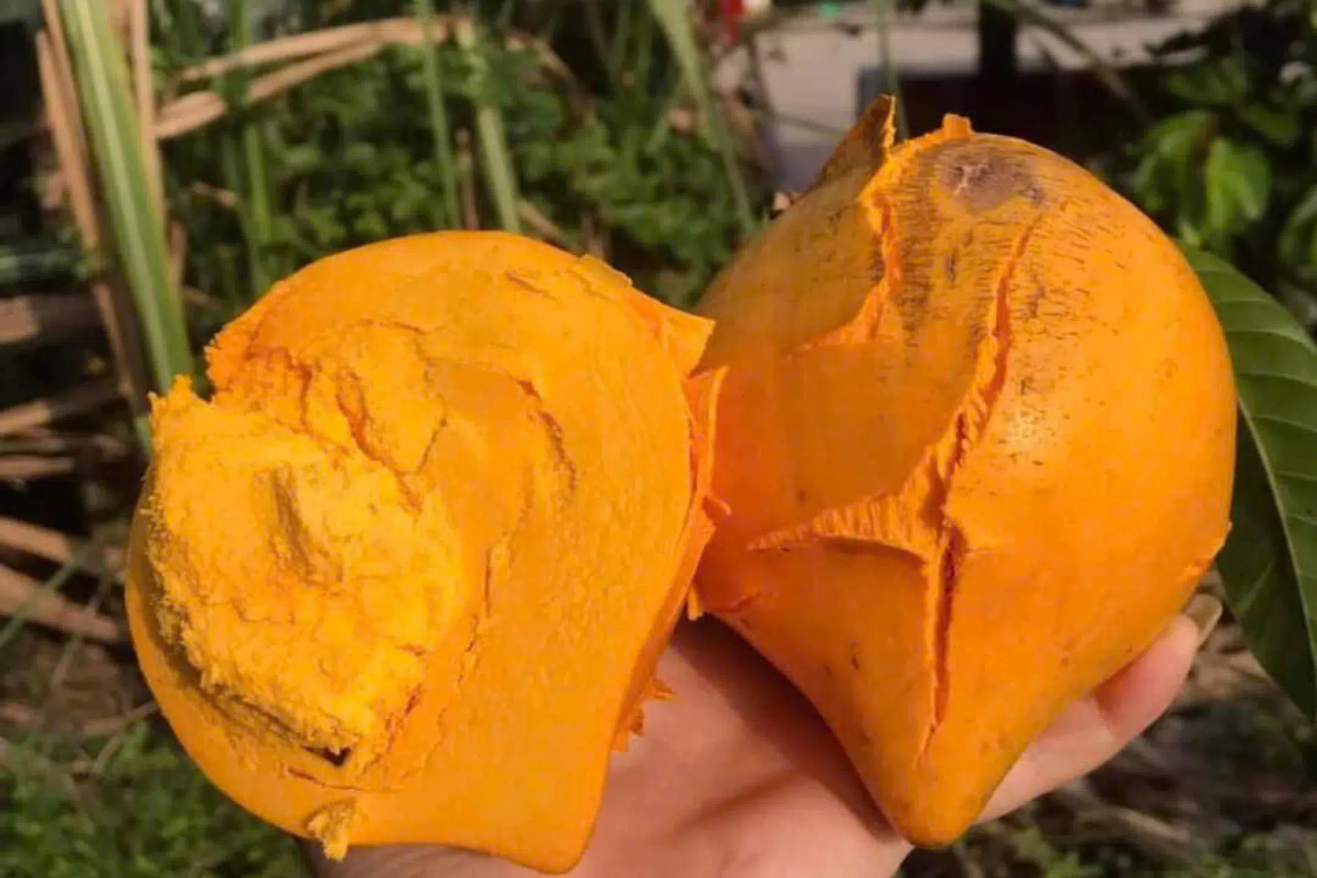 Sức khỏe an lành: Trái Lê-ki-ma trị bệnh gì?