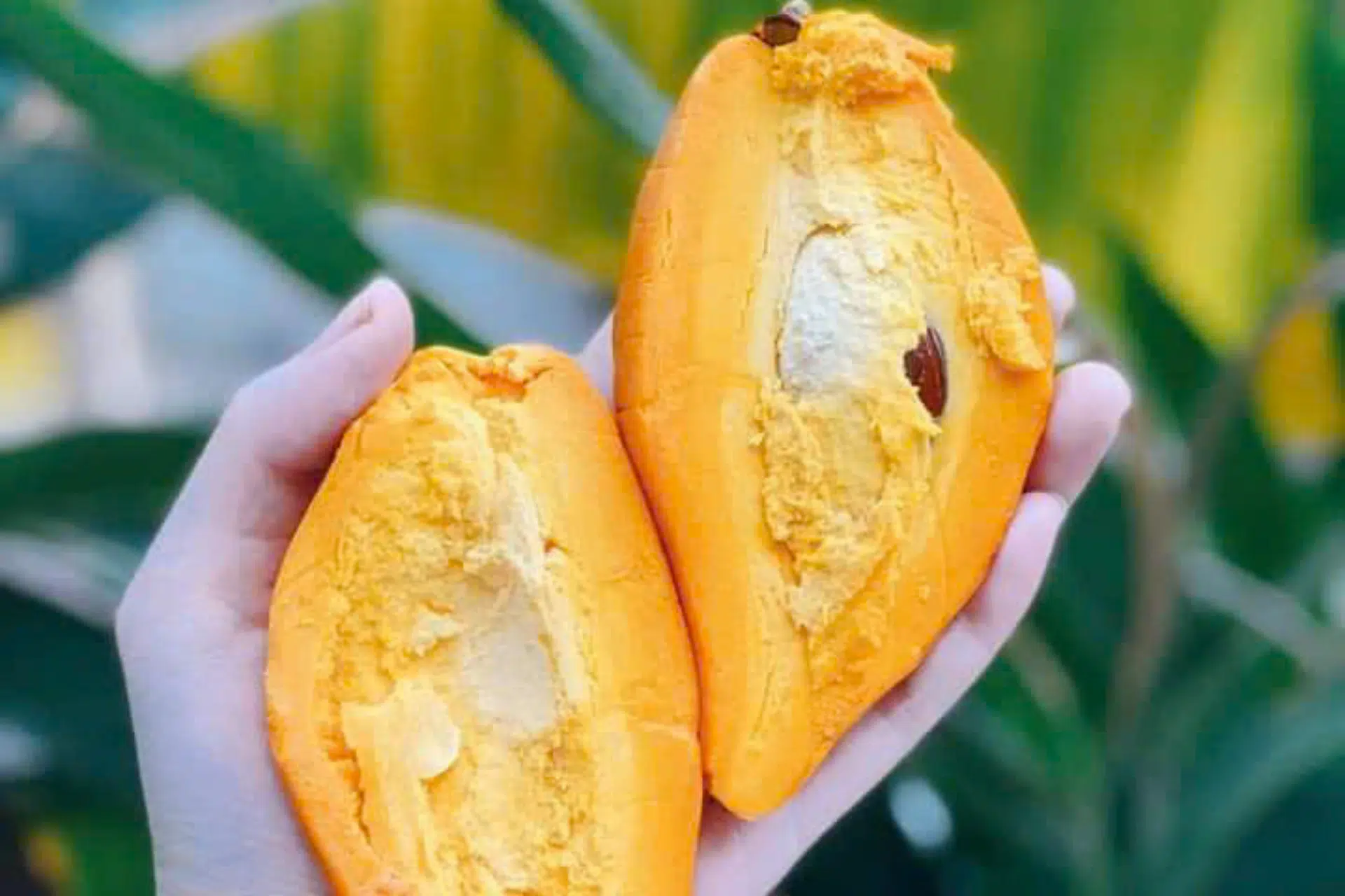 Đặc tính chữa lành vết thương của dầu hạt từ cây Lêkima