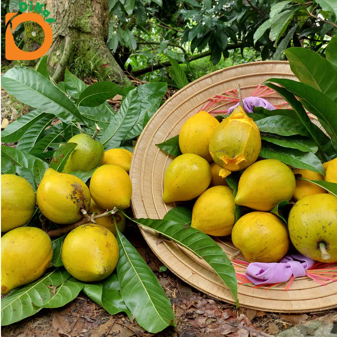 Quả Lêkima tươi