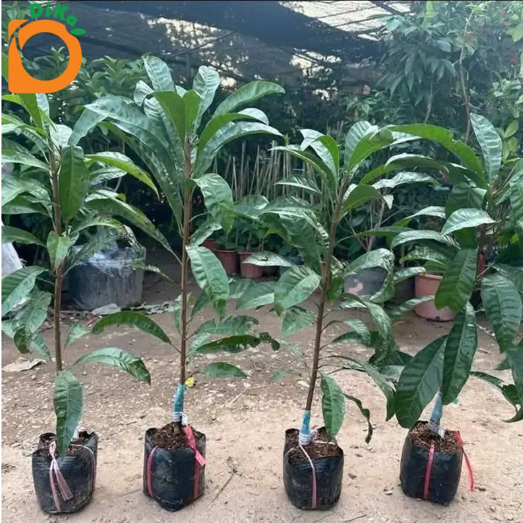 Cây giống Lêkima