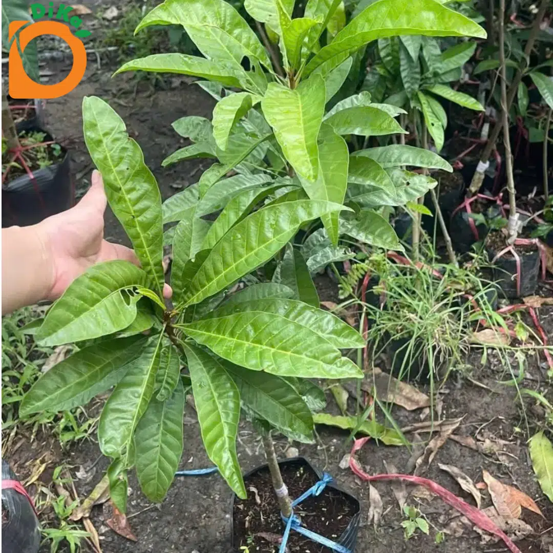 Cây giống Lêkima