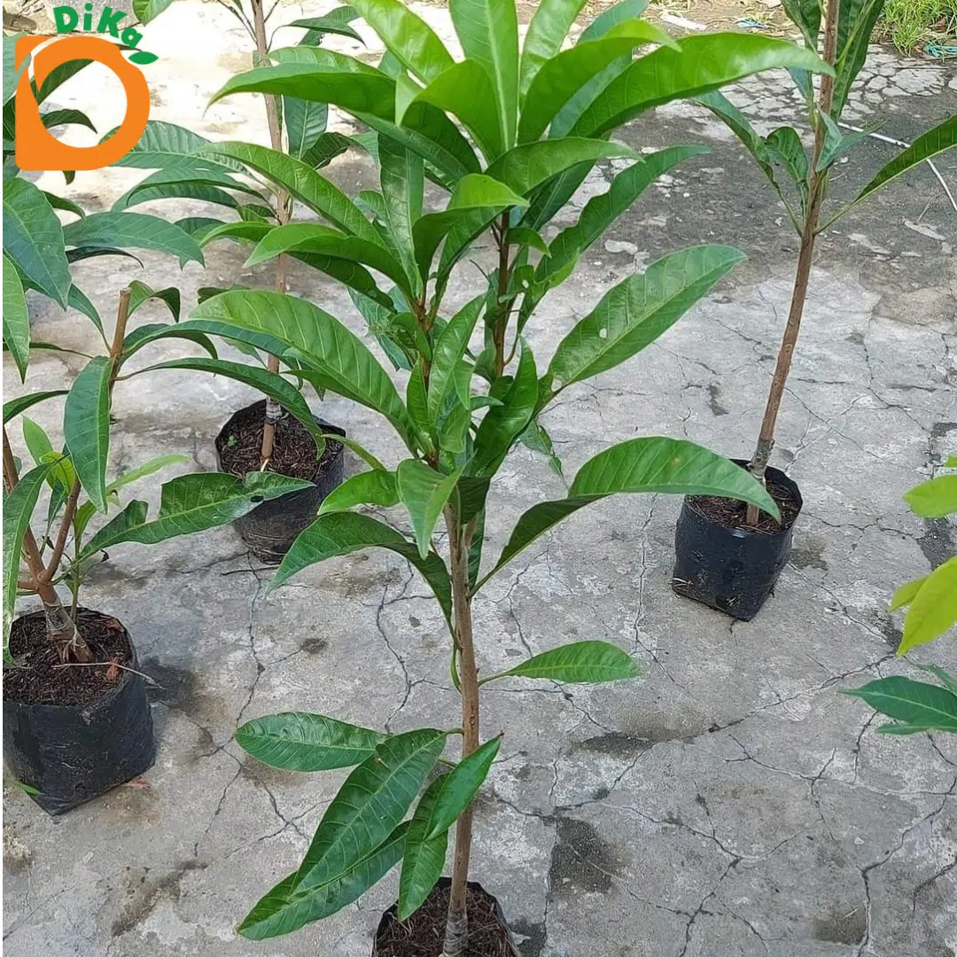 Cây giống Lêkima