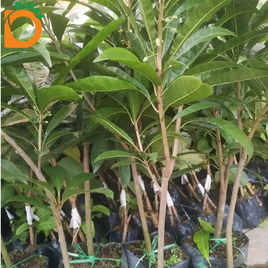 Cây giống Lêkima