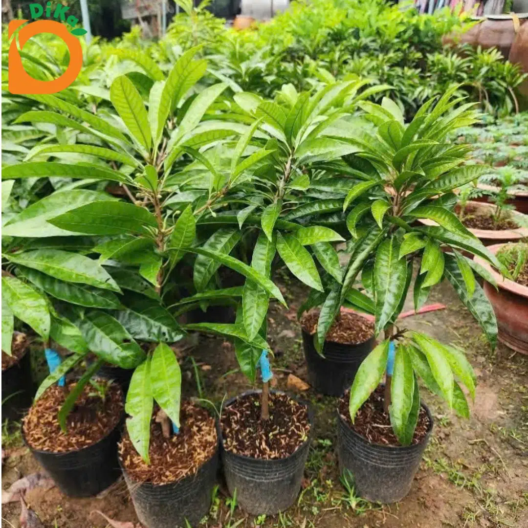 Cây giống Lêkima