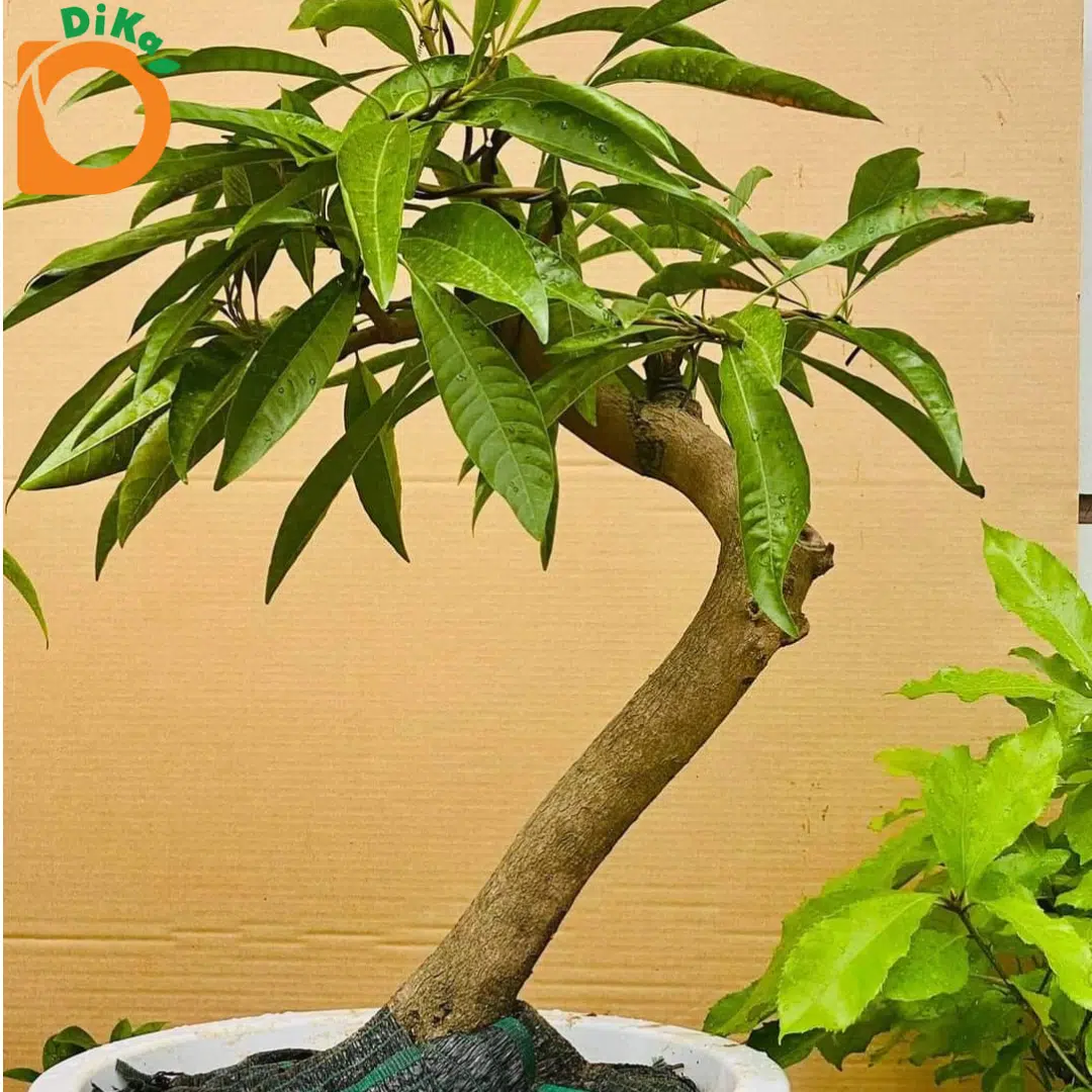 Bonsai Lêkima