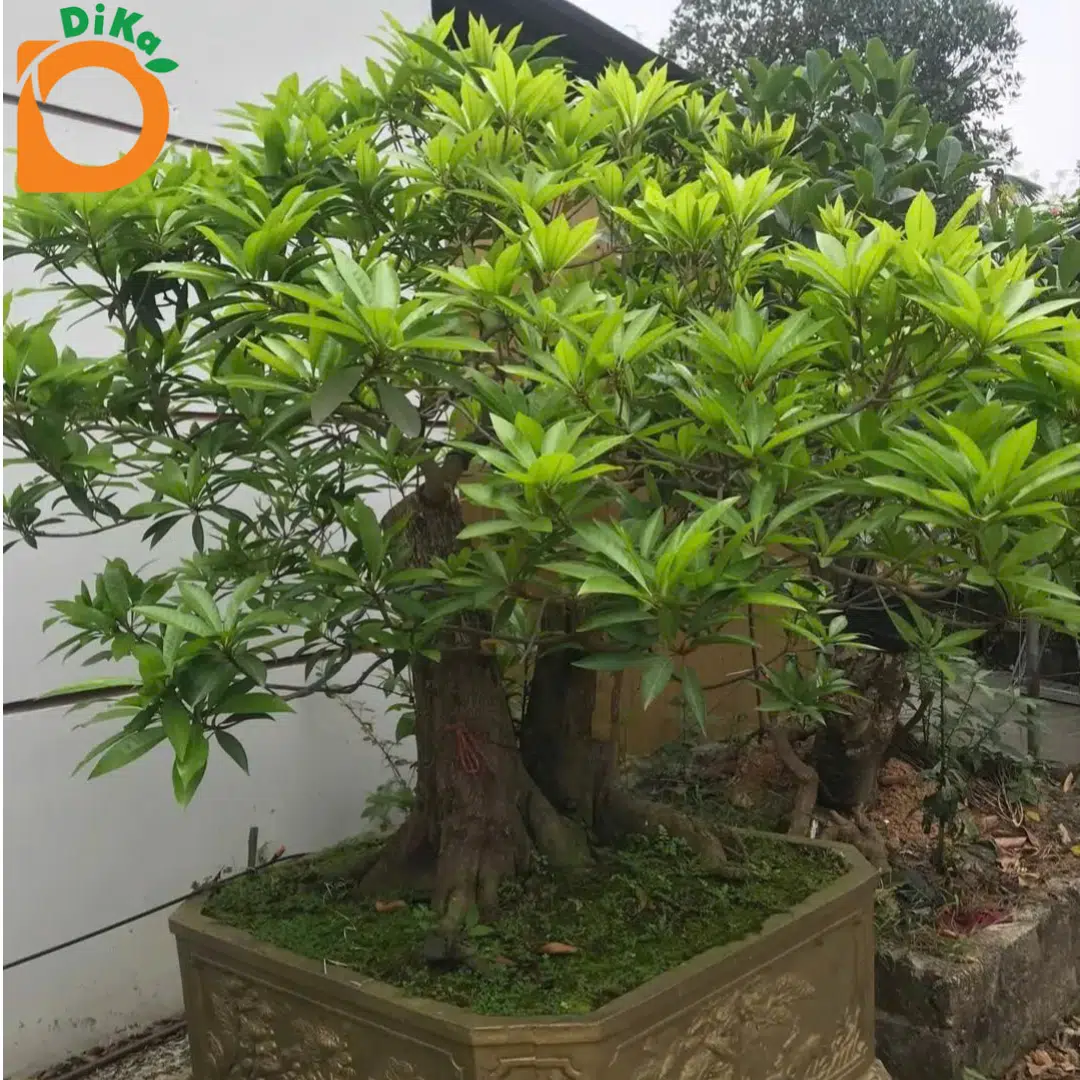 Bonsai Lêkima