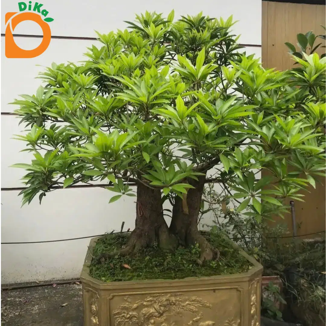 Bonsai Lêkima