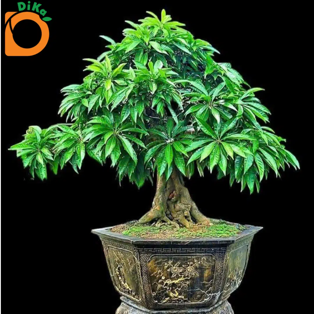 Bonsai Lêkima